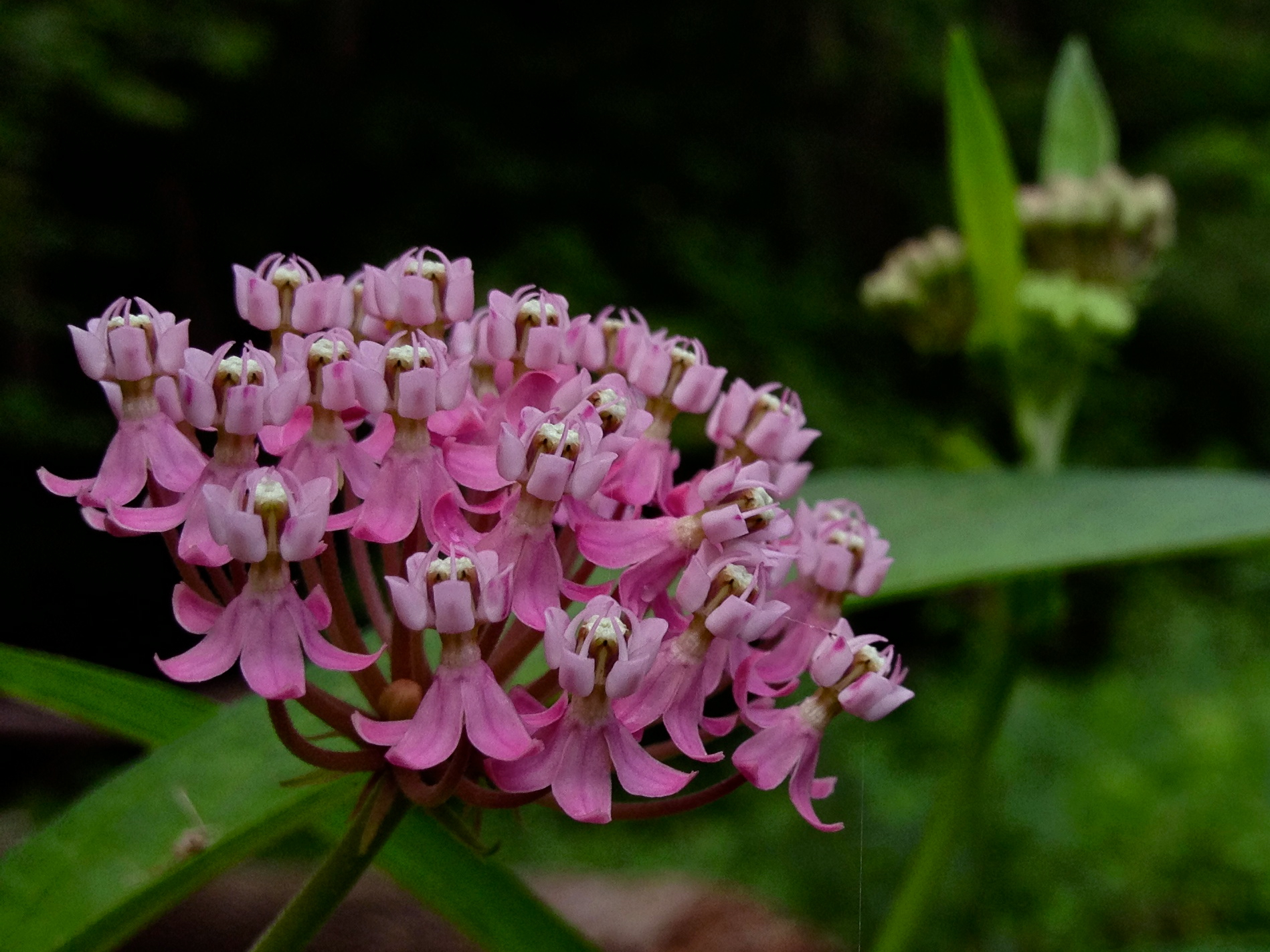 Swamp Milkweed