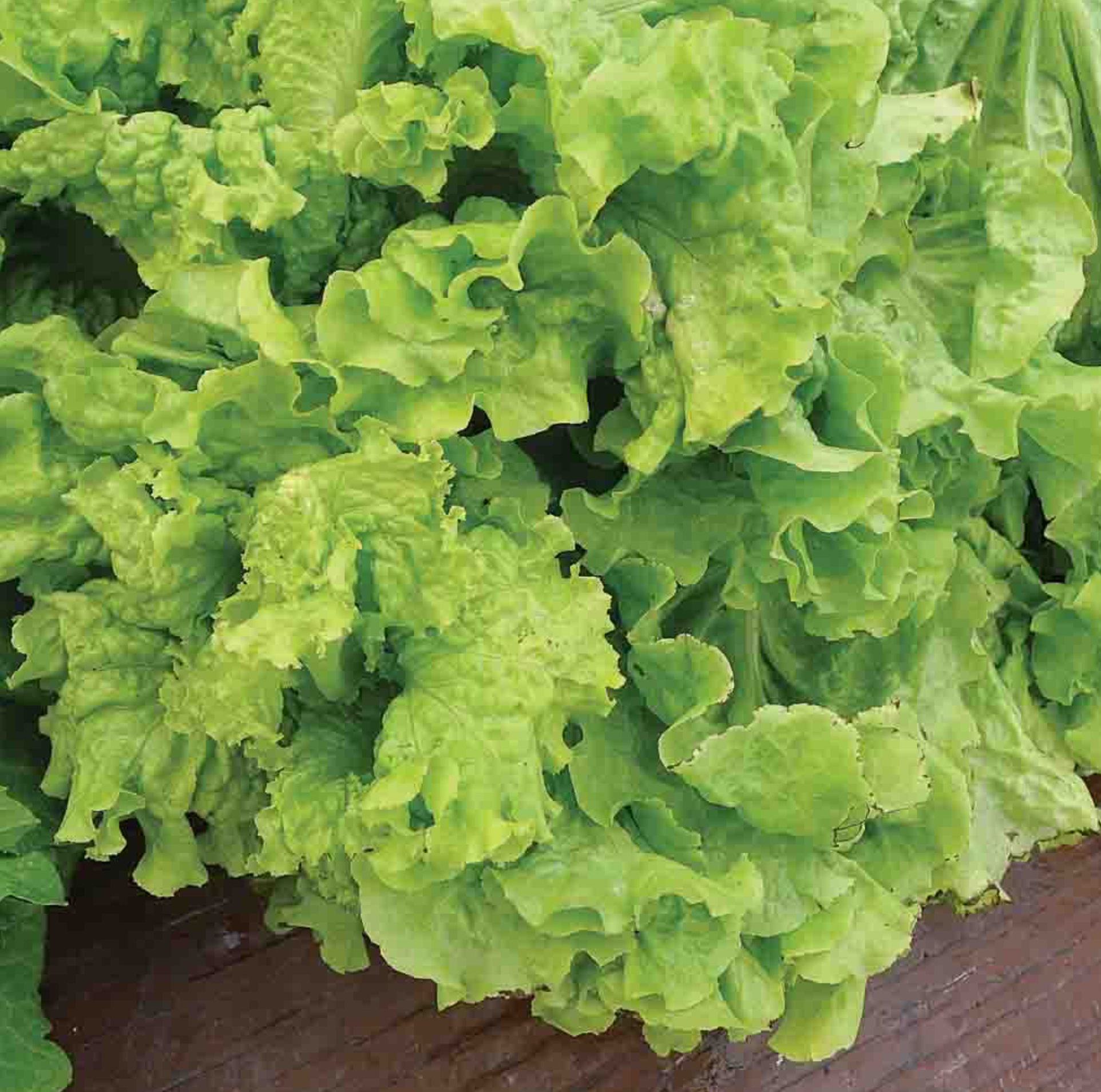 Spring Lettuce